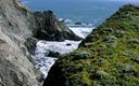 Cliffs, flowers, and the mighty Pacific.